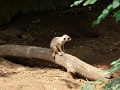 Meerkats (2)
